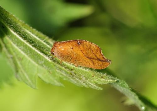Drepanepteryx phalaenoides